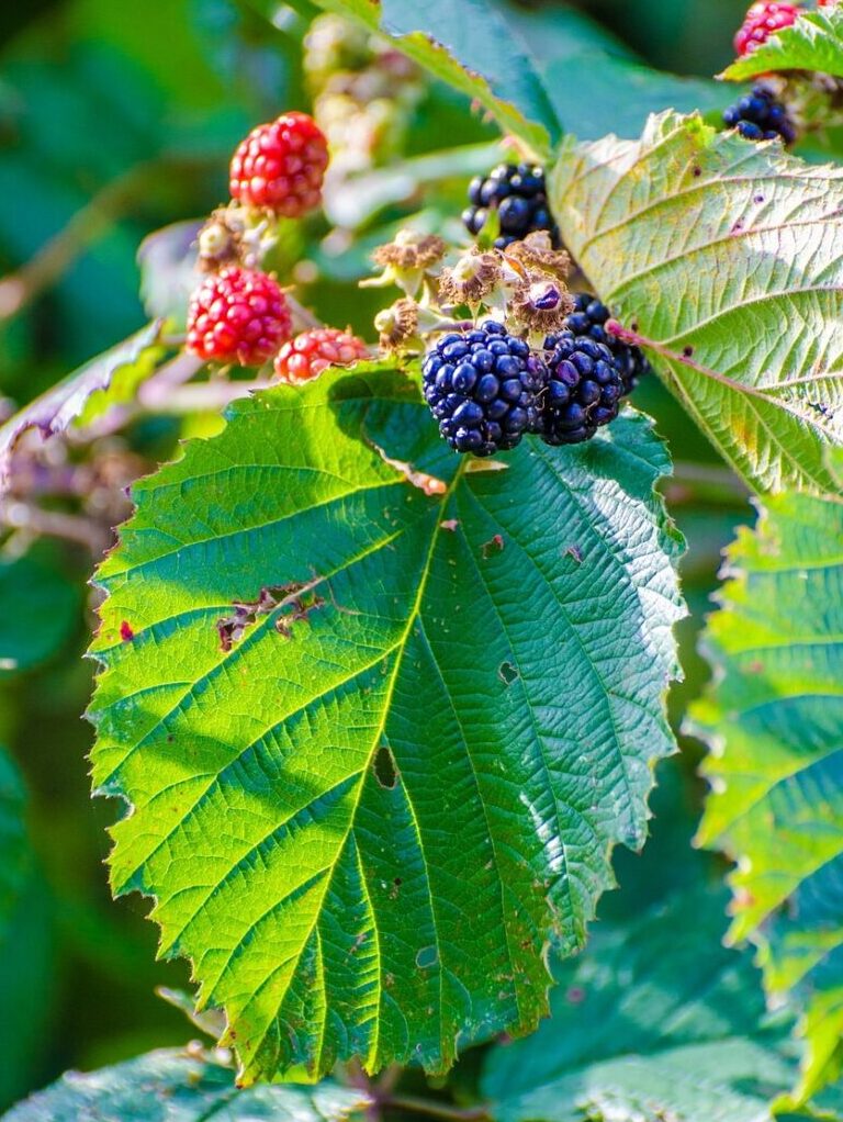 Blackberry Plant Care: Planting Bushes